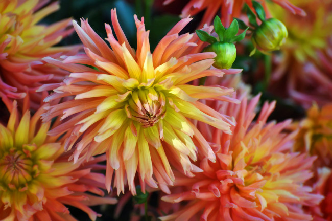 Обои картинки фото цветы, георгины, лепестки, цветение, георгин, бутоны