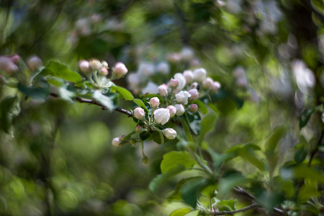 Обои картинки фото цветы, цветущие деревья ,  кустарники, ветка, цветущая, веточка, цветки, листья