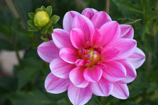 Обои картинки фото цветы, георгины, цветение, георгин, dahlia, flowering