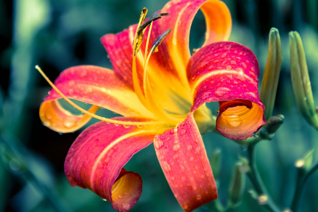 Обои картинки фото цветы, лилии,  лилейники, лепестки, цветение, petals, bloom, lily