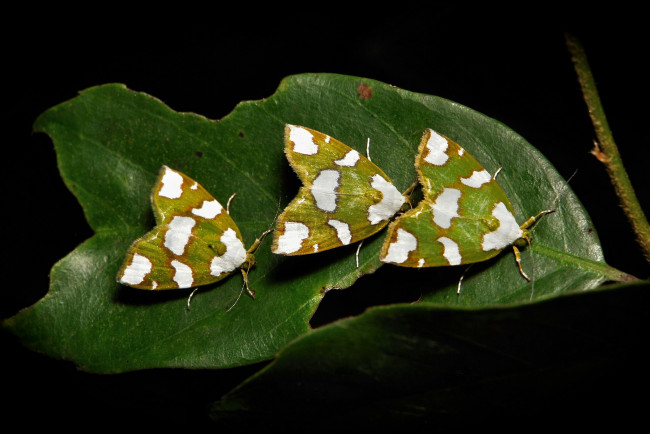 Обои картинки фото животные, бабочки, itchydogimages, макро, лист, трио, моли