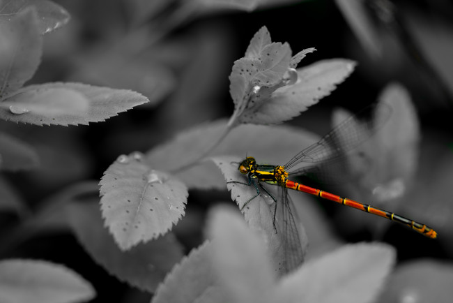 Обои картинки фото животные, стрекозы, макро, трава, насекомое, стрекоза, чёрно-белая