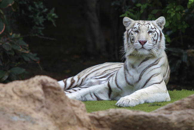 Обои картинки фото животные, тигры, отдых, кошка, амурский, тигр