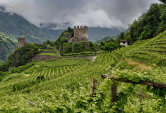 Картинка природа поля