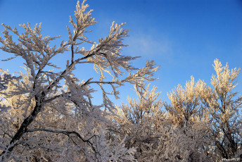Картинка природа зима снег деревья