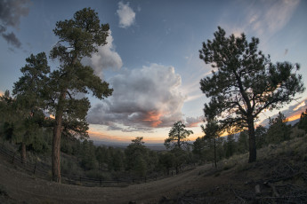 Картинка природа деревья облака небо