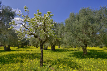 Картинка природа деревья сад