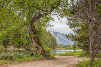 Картинка природа дороги лес река тропинка