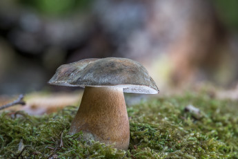 Картинка природа грибы белый