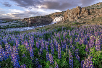 Картинка природа луга цветы водопад