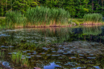 Картинка природа реки озера лес река