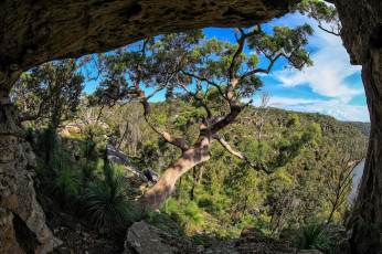 Картинка природа деревья грот