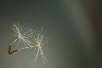 Картинка природа макро фон