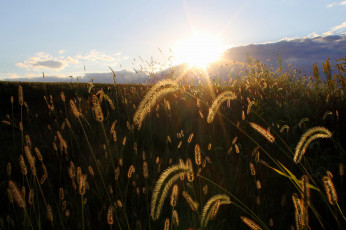 Картинка природа восходы закаты пейзаж закат трава колоски