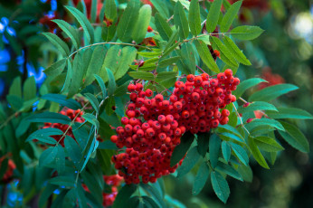 Картинка природа Ягоды +рябина гроздь