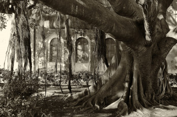 Картинка природа деревья дерево