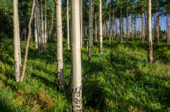 Картинка природа лес роща