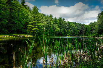 Картинка природа реки озера лес река