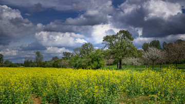 Картинка природа поля поле сад цветы