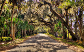 Картинка природа дороги пальмы аллея шоссе