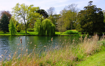 Картинка природа реки озера англия peterboro лето парк озеро трава кусты деревья