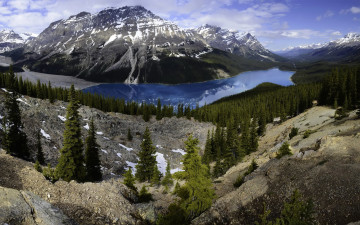 Картинка природа реки озера канада банф peyto lake озеро лес горы скалы камни деревья панорама