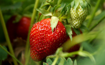 Картинка природа Ягоды клубника ягода красный