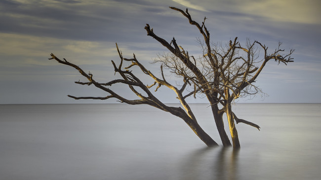 Обои картинки фото природа, реки, озера, дерево, озеро, утро