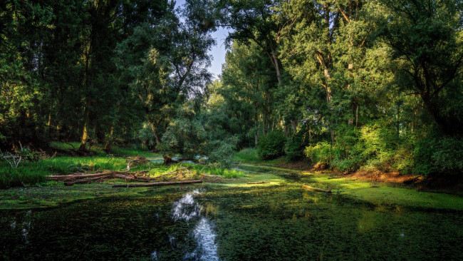 Обои картинки фото природа, реки, озера, лес, река
