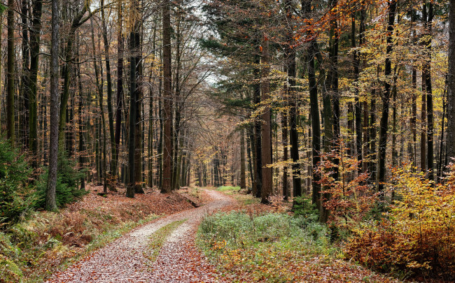 Обои картинки фото природа, дороги, лес, колея