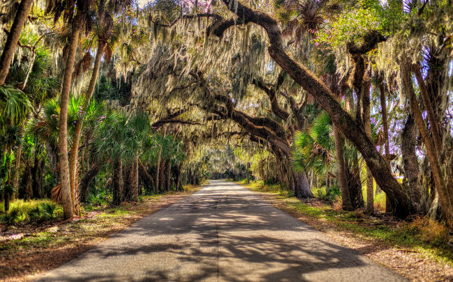 Обои картинки фото природа, дороги, пальмы, аллея, шоссе