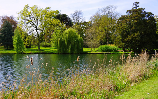 Обои картинки фото природа, реки, озера, англия, peterboro, лето, парк, озеро, трава, кусты, деревья