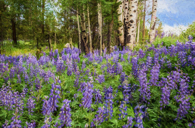 Обои картинки фото природа, луга, березы, поляна, цветы