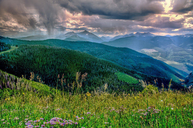 Обои картинки фото природа, луга, трава, лес, горы, цветы
