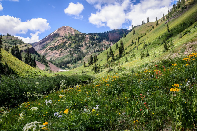 Обои картинки фото природа, луга, горы, лес, цветы, трава