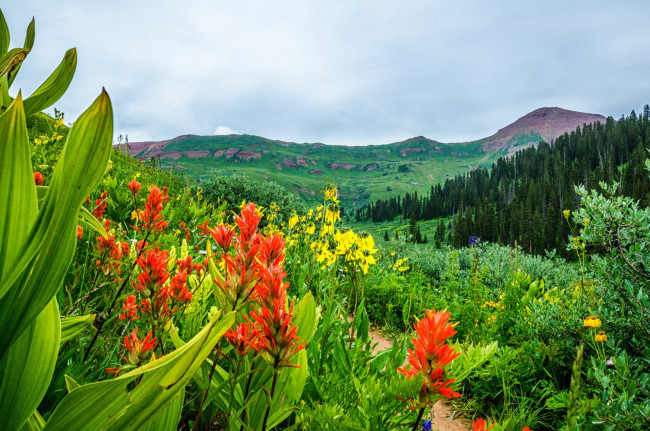 Обои картинки фото природа, луга, горы, трава, цветы