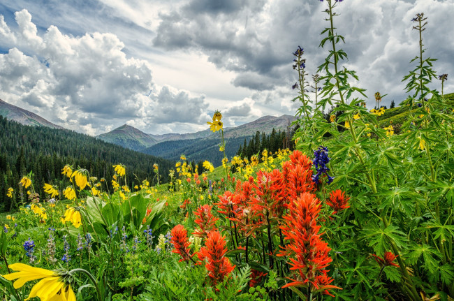 Обои картинки фото природа, луга, горы, трава, цветы