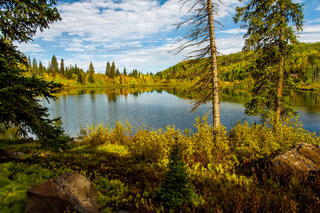 Обои картинки фото природа, реки, озера, лес, река