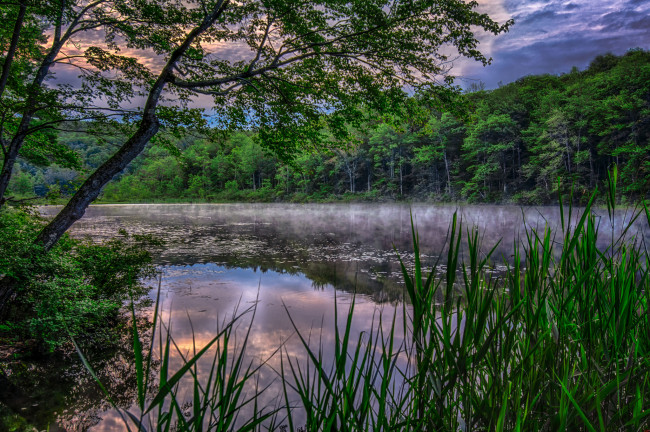 Обои картинки фото природа, реки, озера, река, лес