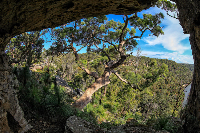 Обои картинки фото природа, деревья, грот