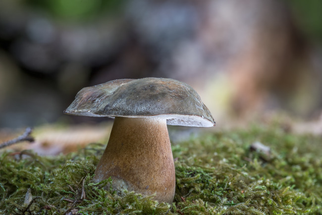 Обои картинки фото природа, грибы, белый