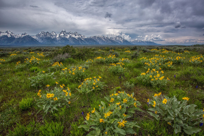 Обои картинки фото природа, луга, горы, равнина, цветы