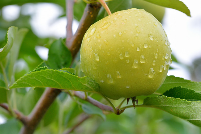 Обои картинки фото природа, плоды, яблоко