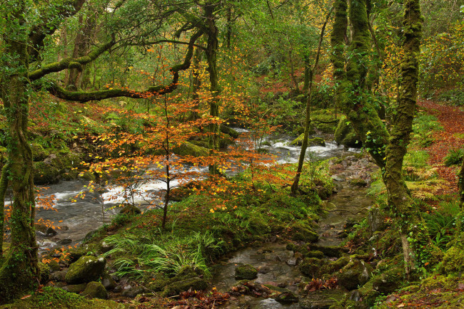 Обои картинки фото природа, реки, озера, лес, река