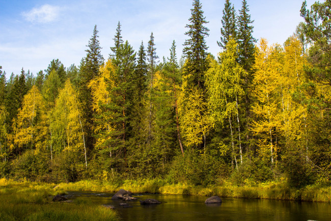 Обои картинки фото природа, реки, озера, река, лес