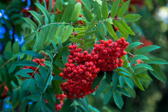 Обои картинки фото природа, Ягоды,  рябина, гроздь