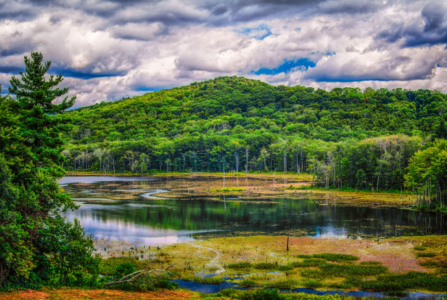 Обои картинки фото природа, реки, озера, река, лес