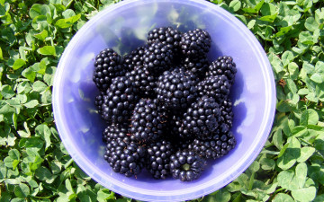 Картинка еда ежевика ягоды миска трава
