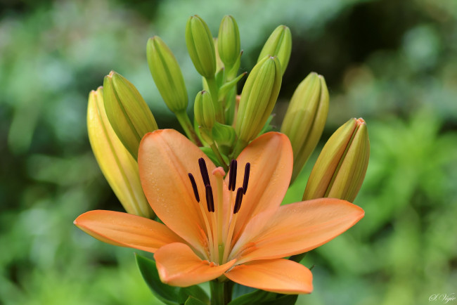 Обои картинки фото цветы, лилии,  лилейники, лилейник, бутоны, макро