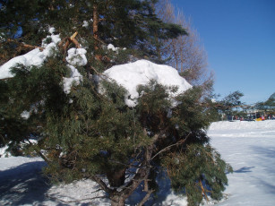 Картинка природа зима лес зимой